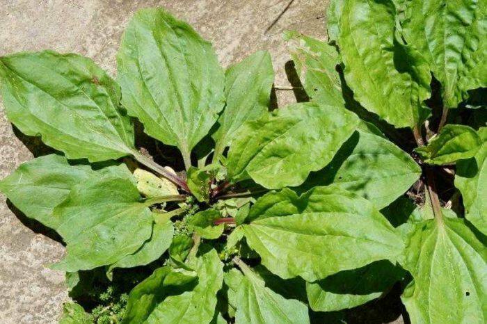 Výhody při odstraňování plevele a toxinu tymiánu