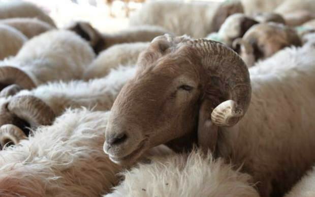 Co je třeba zvážit při nákupu obětních ovcí?