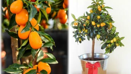 Jak pěstovat kumquat v květináči? Péče o Kumquat doma