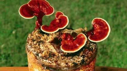 Jaké jsou výhody houby reishi? Jak konzumovat houby reishi?