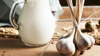 Jak se vyrábí česnekové mléko? Co dělá česnekové mléko? Výroba česnekového mléka ...