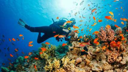 4 speciální trasy pro potápění pod vodou! nejkrásnější potápěčská místa v Turecku