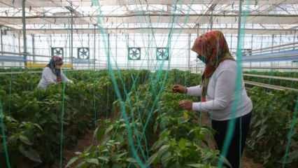 Domácí a národní produkce osiva od společnosti TIGEM s mocí žen