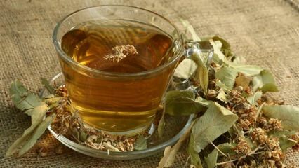 Jaké jsou výhody lípy? Které nemoci jsou dobré? Jak vyrobit lipový čaj?