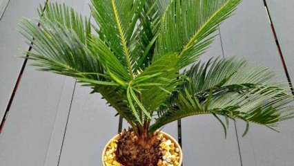 Jak pěstovat palmu?