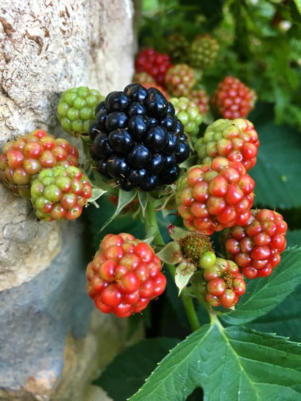 jaké jsou výhody blackberry